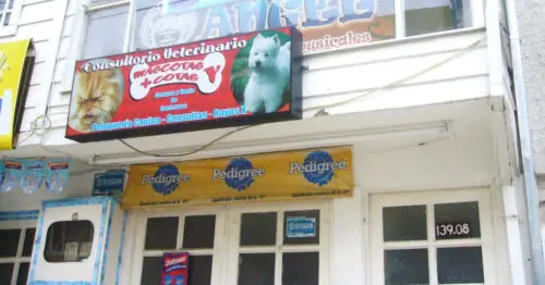 CONSULTORIO VETERINARIO MASCOTAS CONSULTORIO VETERINARIO MASCOTAS